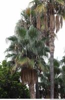 palm tree 0003